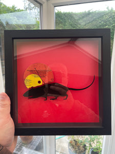 The Stranglers - IV Rattus Norvegicus - Vinyl Record Art 1977